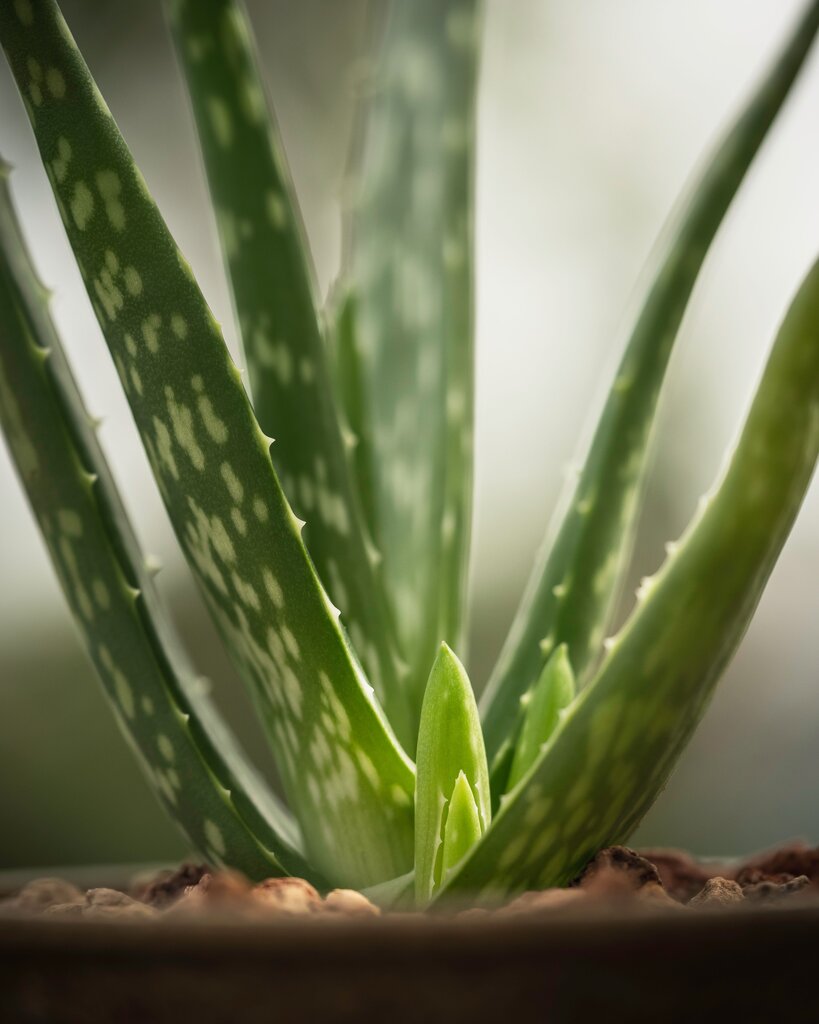 Apakah kepentingan pembiakan pokok herba seperti pokok lidah buaya kepada manusia?