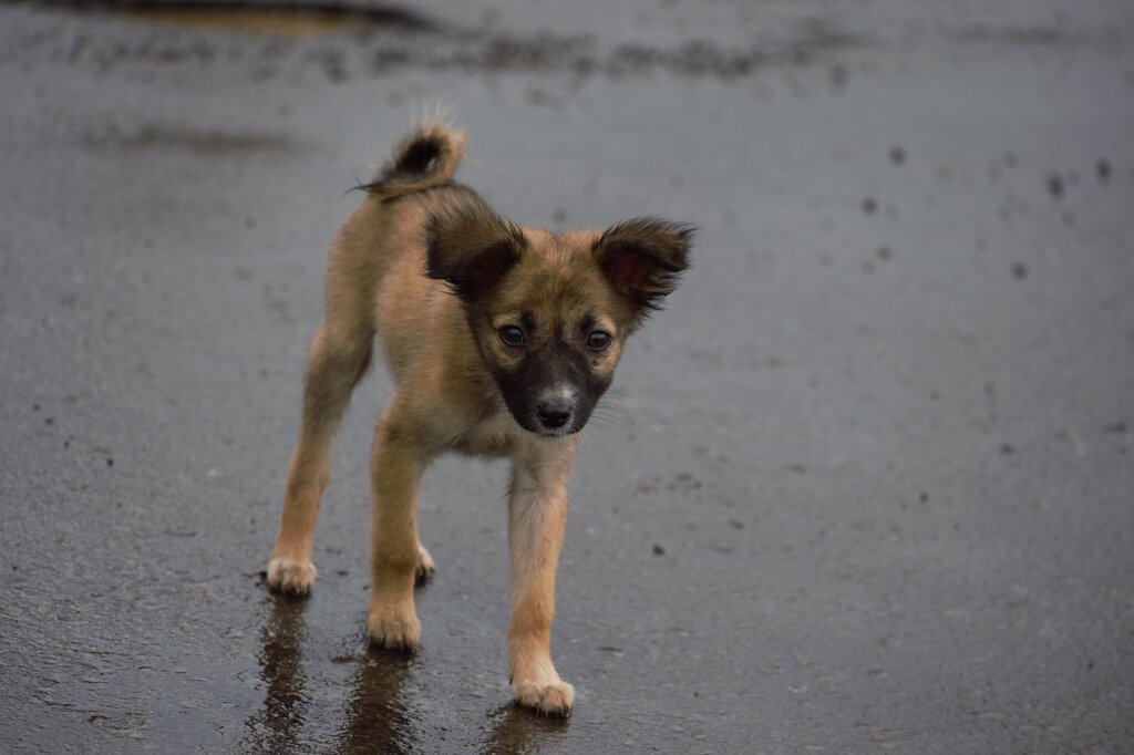 It _____ four legs.