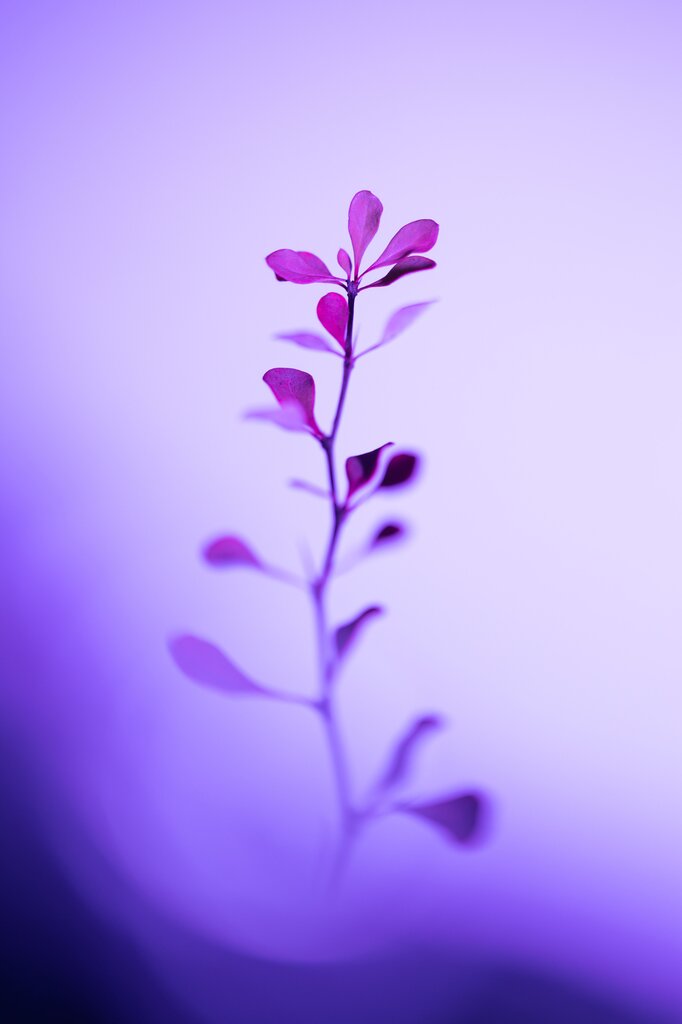 สีม่วงอ่อน