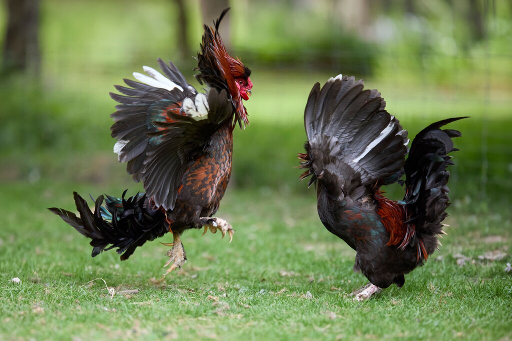 จังหวัดใดมีชื่อเสียงเรื่องเขาชนไก่และแหล่งท่องเที่ยวทางธรรมชาติภาคตะวันออกเฉียงเหนือ?