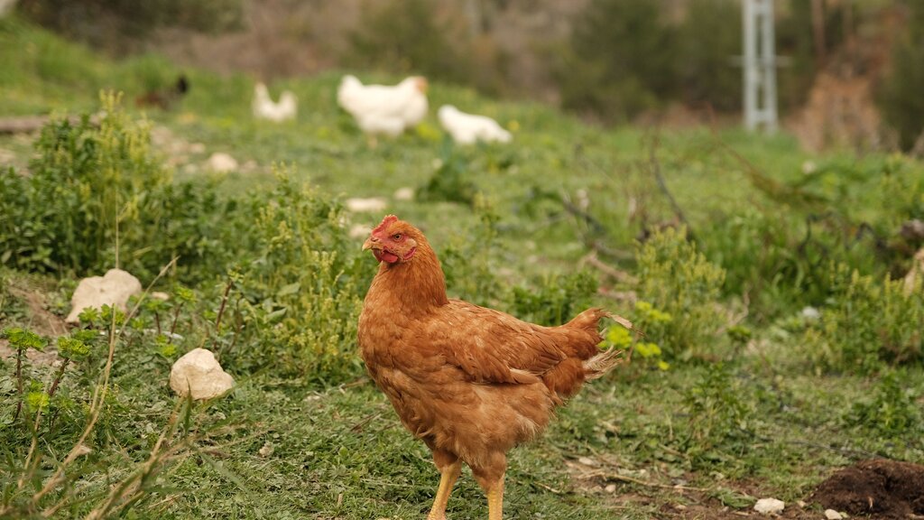 ไก่