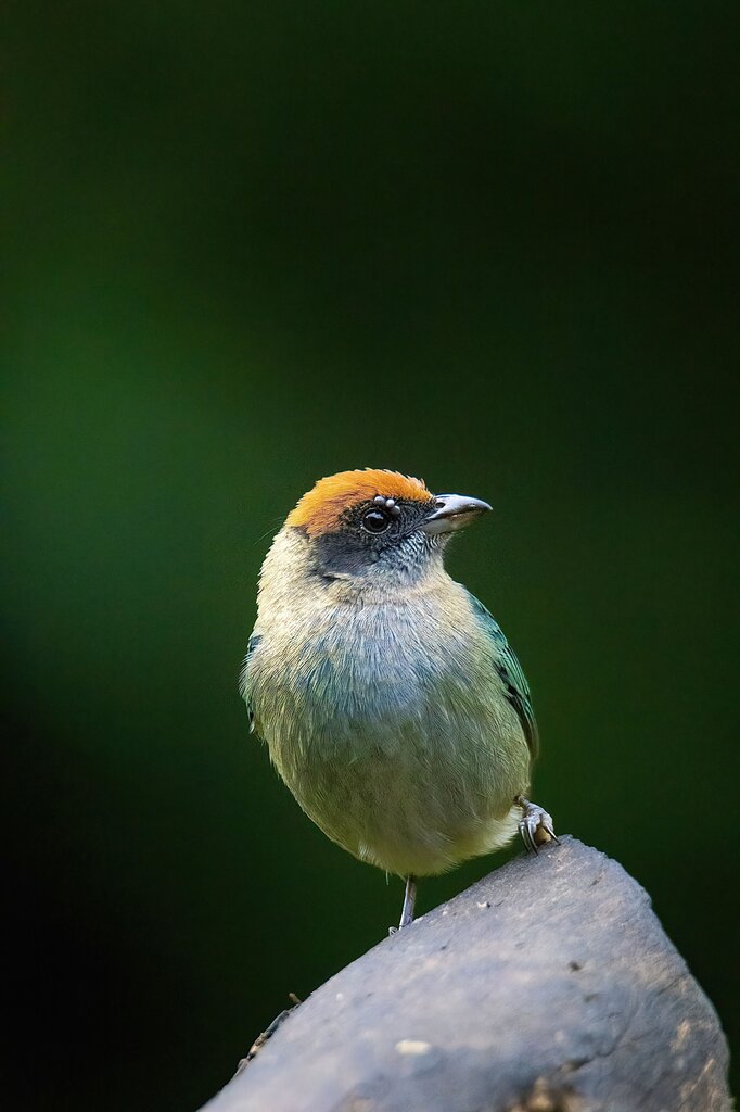 นก