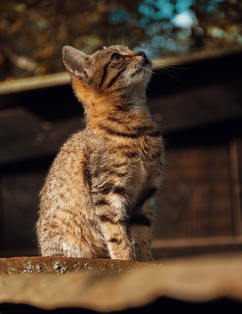 Cat แปลว่าอะไร