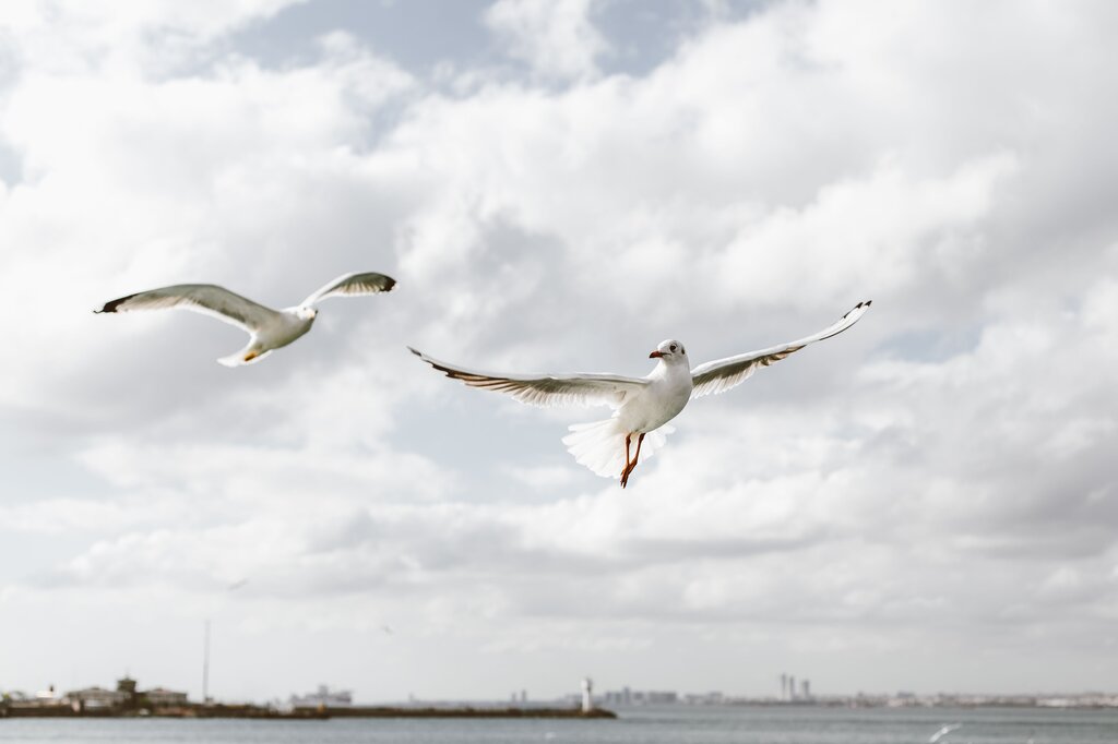 ¿Qué especie de gaviota era Kengah, la madre del polluelo?