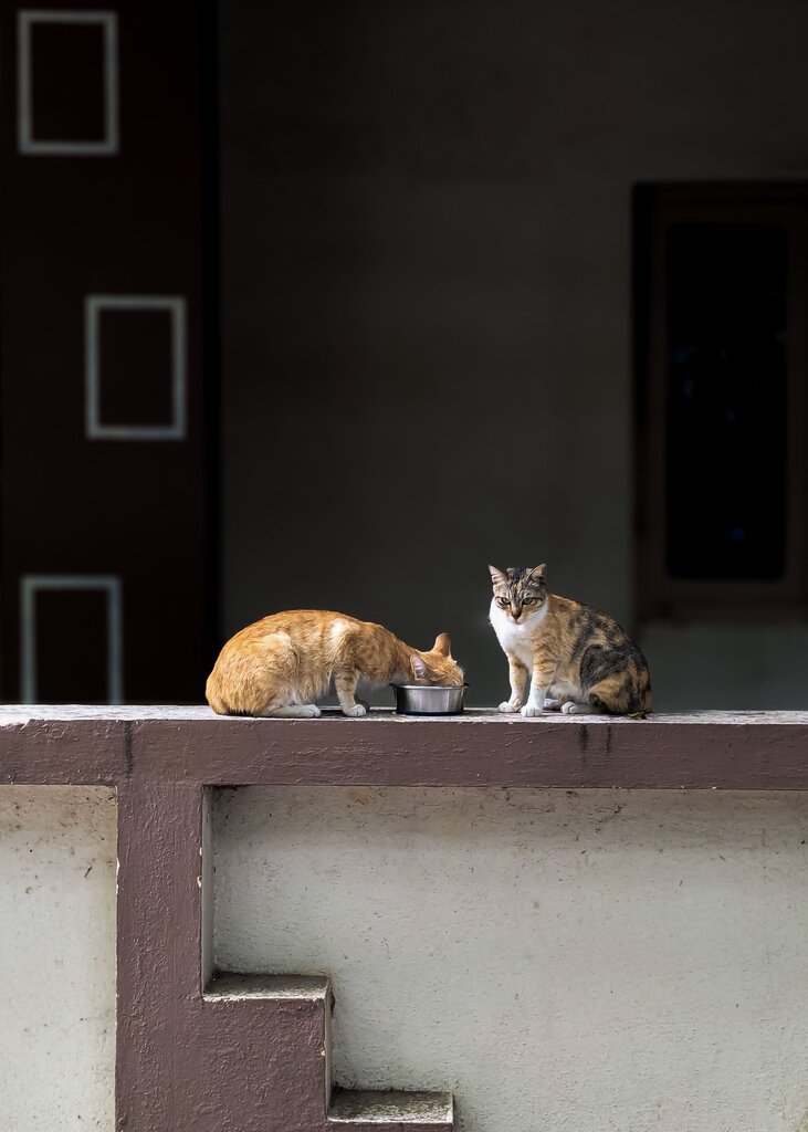 ¿Cómo hace huir Zorbas a los dos gatos facinerosos?