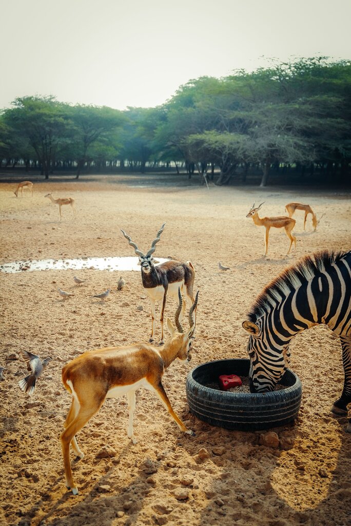 Which is the most recognized animal in Australia?