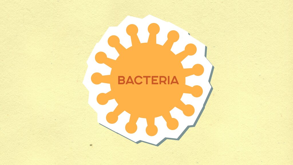 Bacteria.