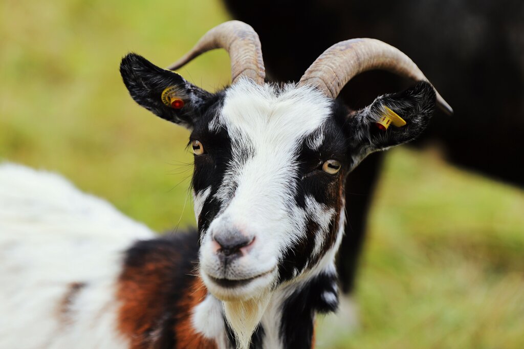 GOAT