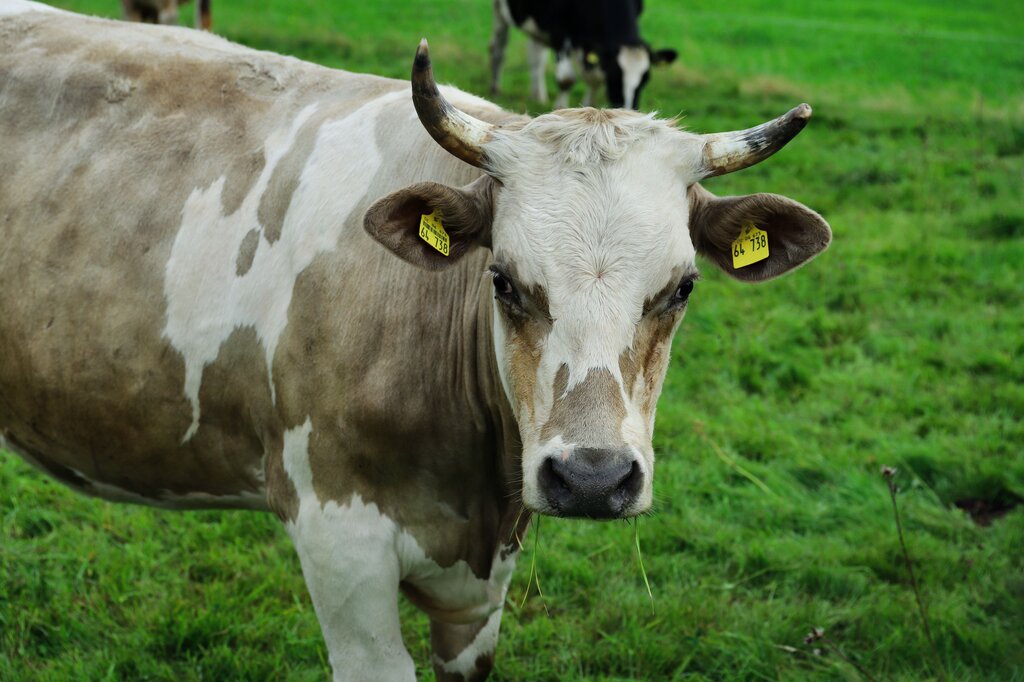 COW