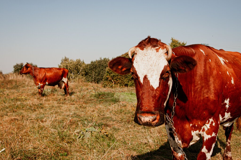 Where do COW live?