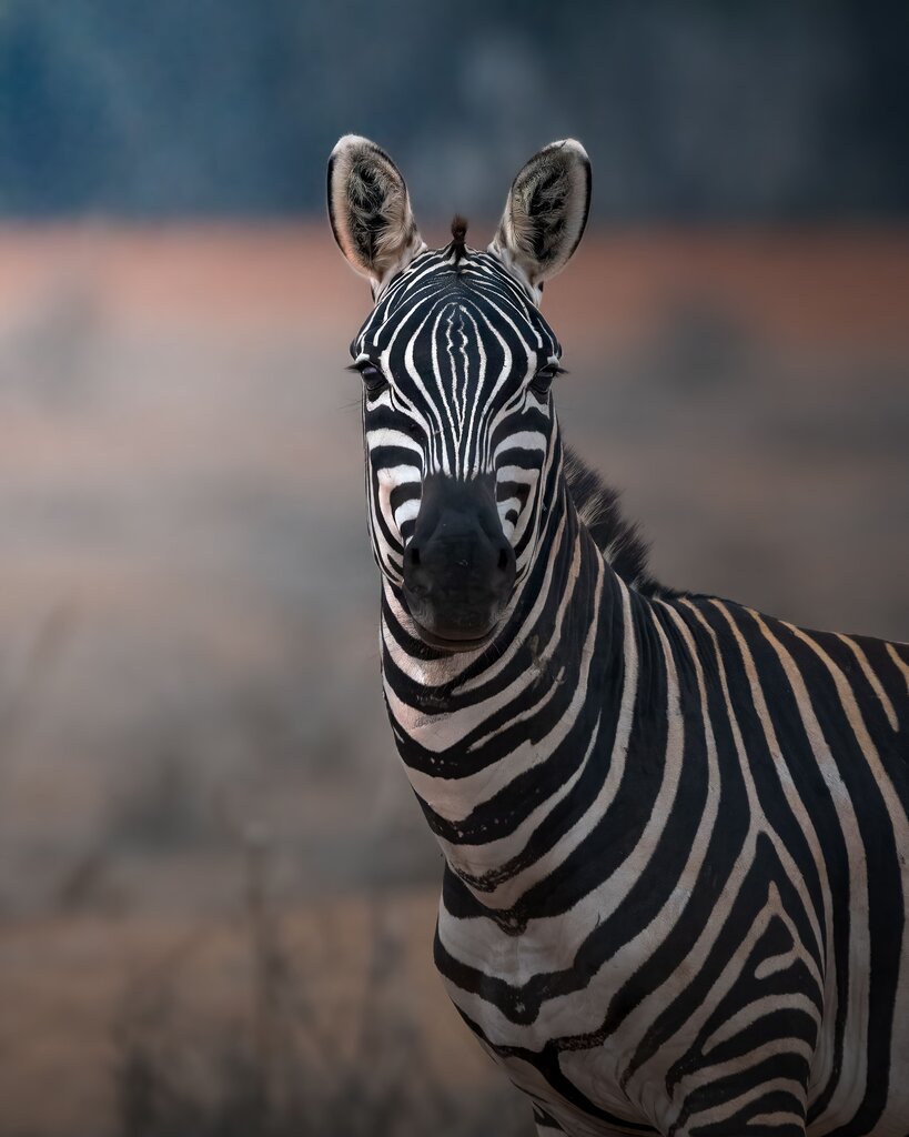 Where do ZEBRA live?