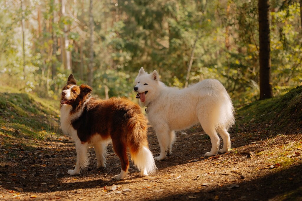 Where do DOG live?
