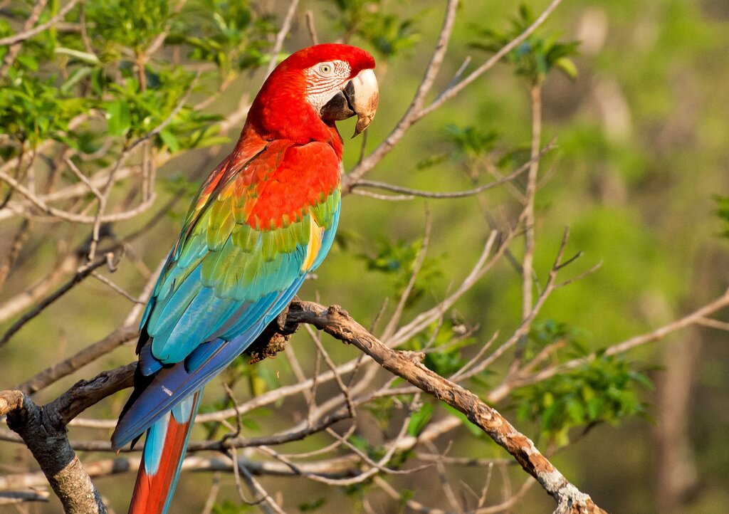 Where do PARROT live?