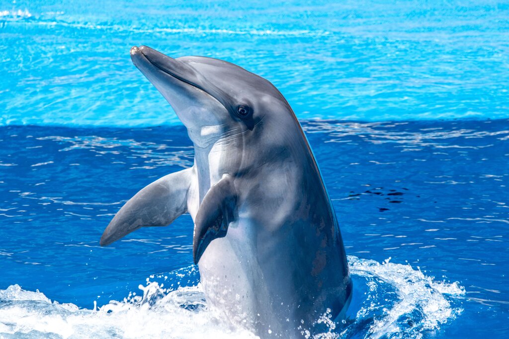 Where do DOLPHIN live?