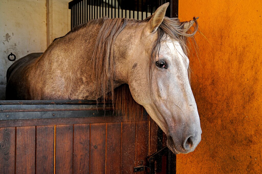 Where do HORSE live?