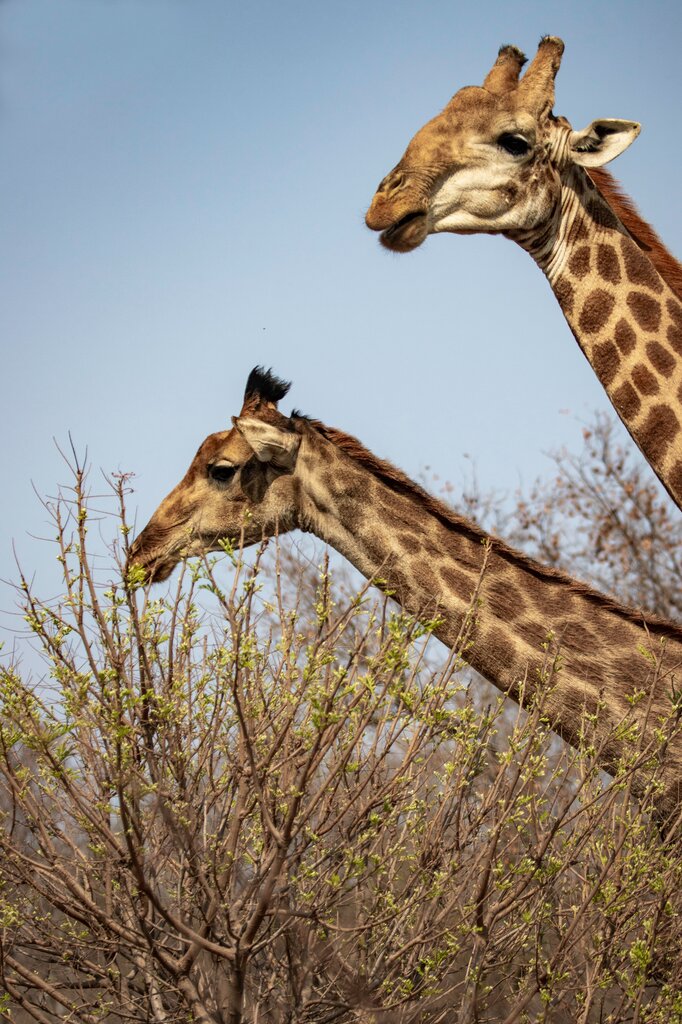 Where do GIRAFFE live?