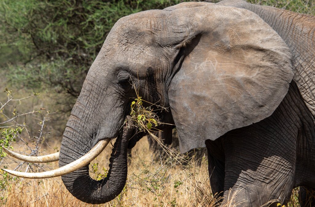 Where do ELEPHANT live?