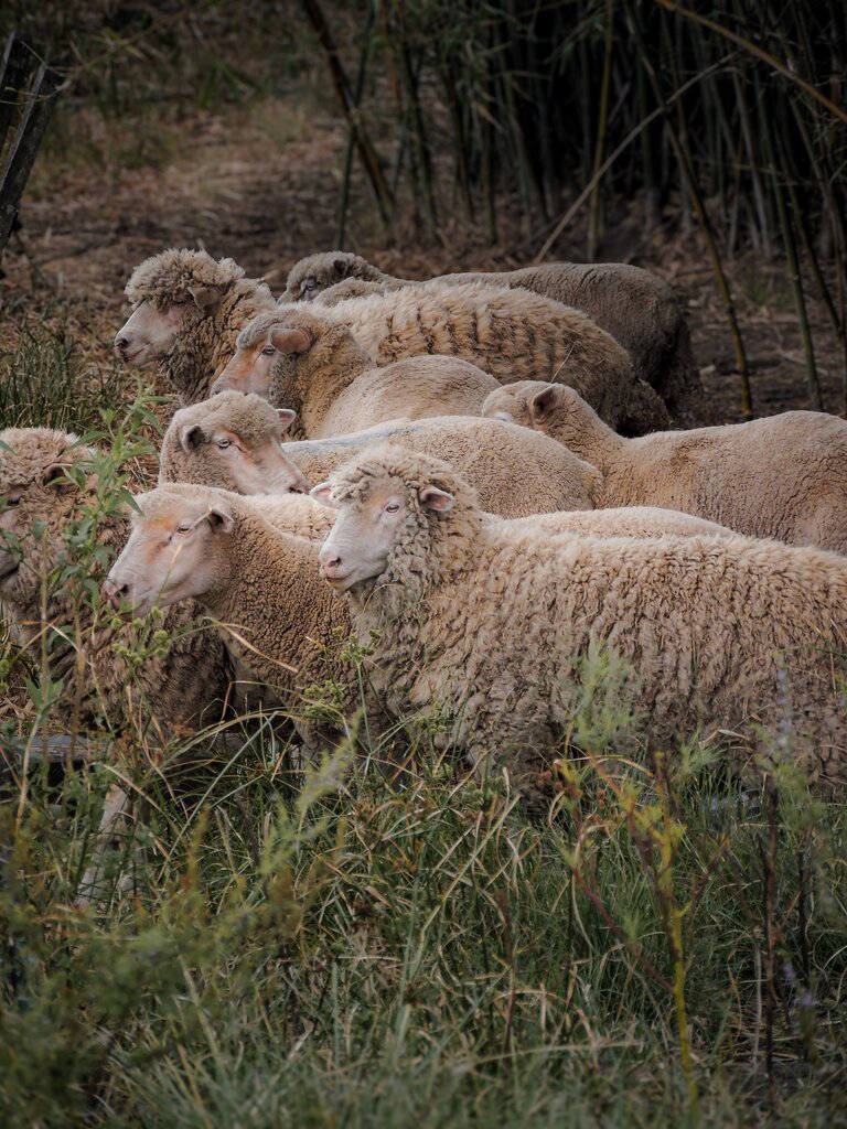 Where do SHEEP live?