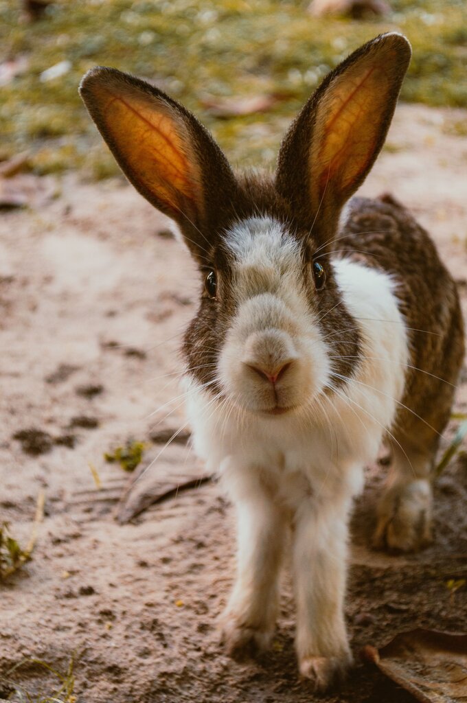 Where do RABBIT live?