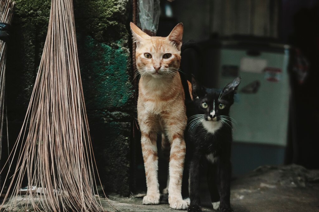 Where do CAT live?