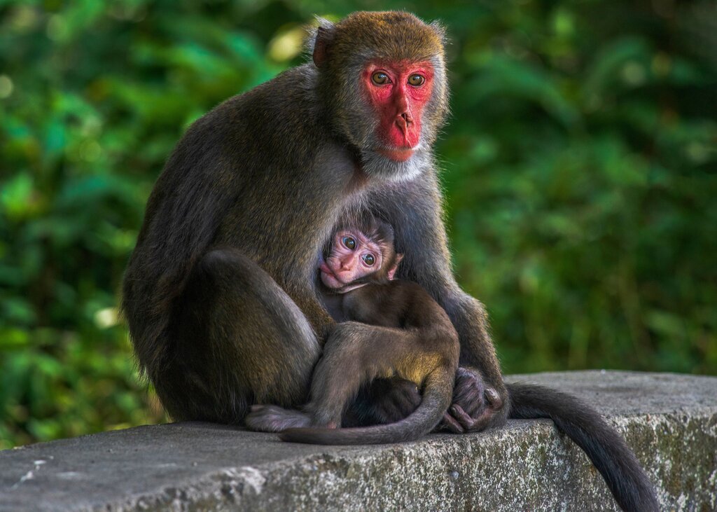 Where do MONKEY live?