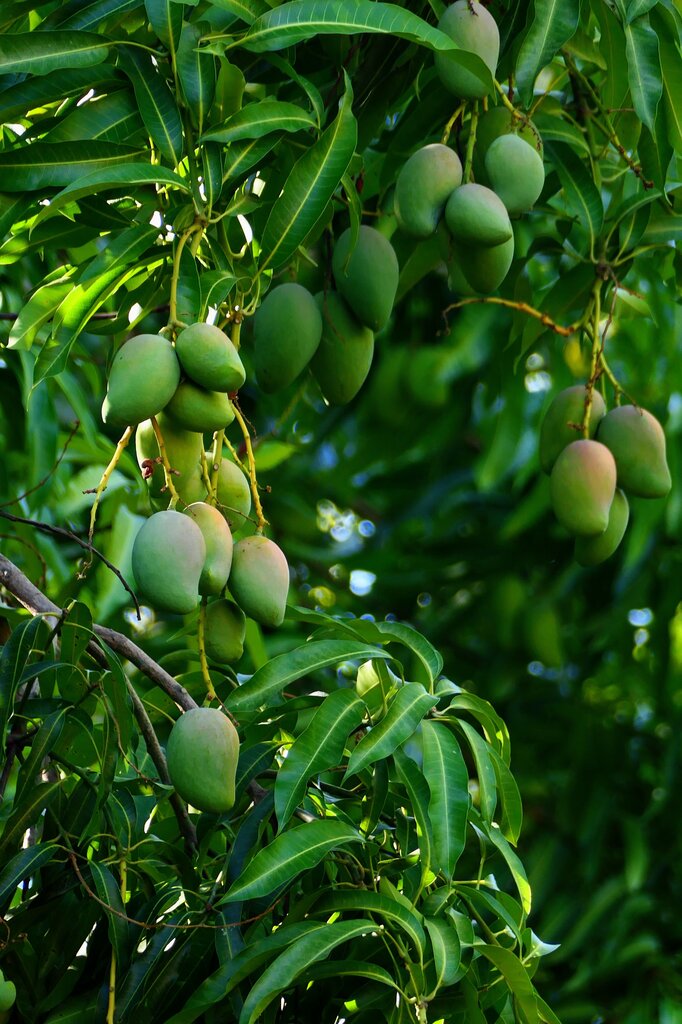 

                  Mango Tree