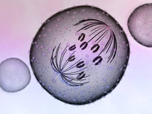 ¿Qué es la mitosis?