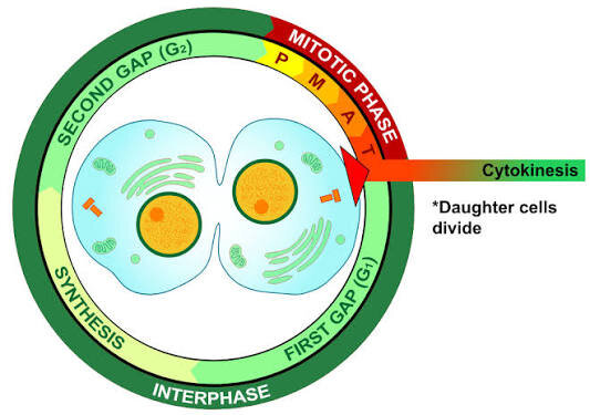 ¿Para que sirve la mitosis?