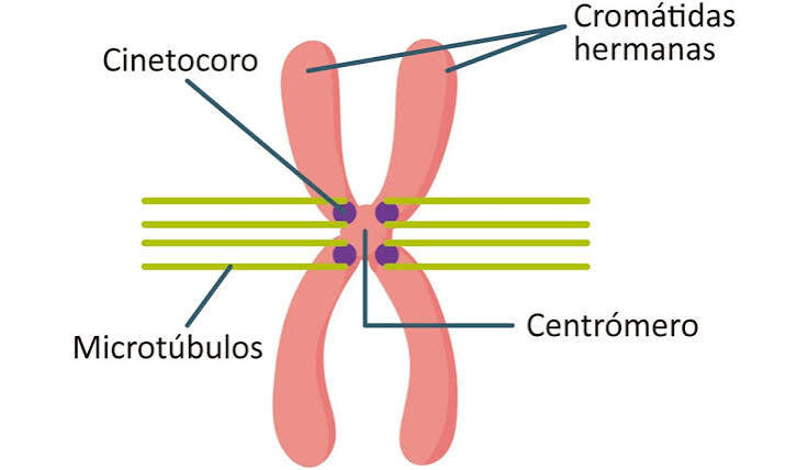 ¿Qué contiene los cronosomas?
