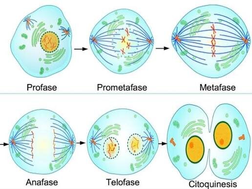 ¿Cuáles son las faces de la mitosis?