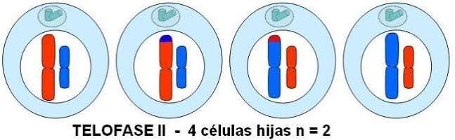 Es el proceso que nace 4 células hijas.