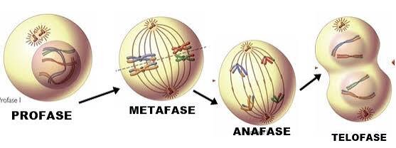 Profase, Metafase, Anafase, Telofase.