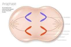 Anafase