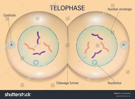 Telofase