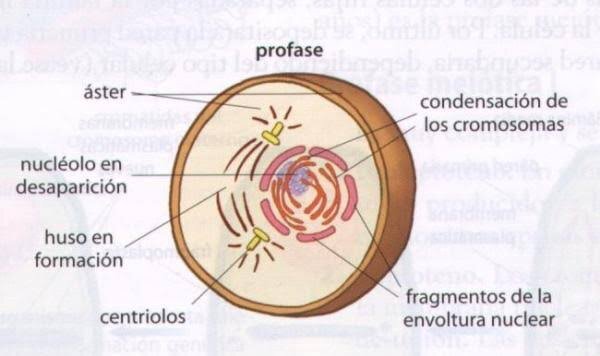 Profase