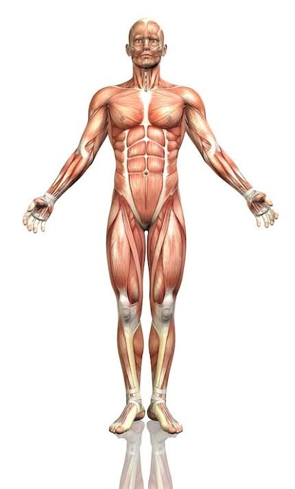 En el cuerpo humano.