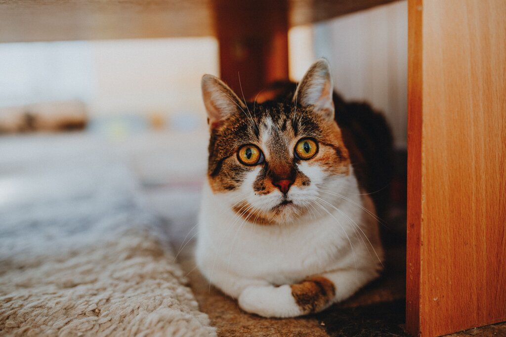 Le chat est_________ la table !