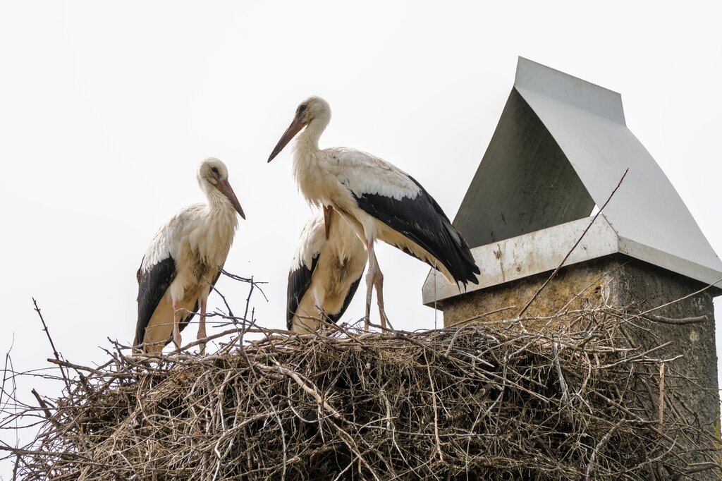 Sarah is interested in __________ how birds build their nests.