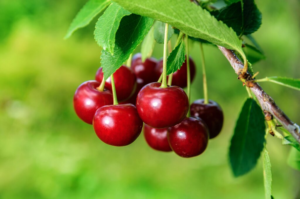 Cherry màu gì?
