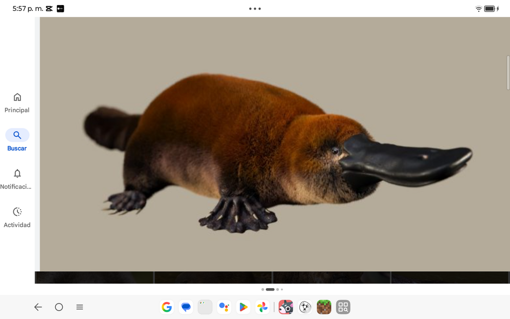 Animal de Oceanía: Omnívoro