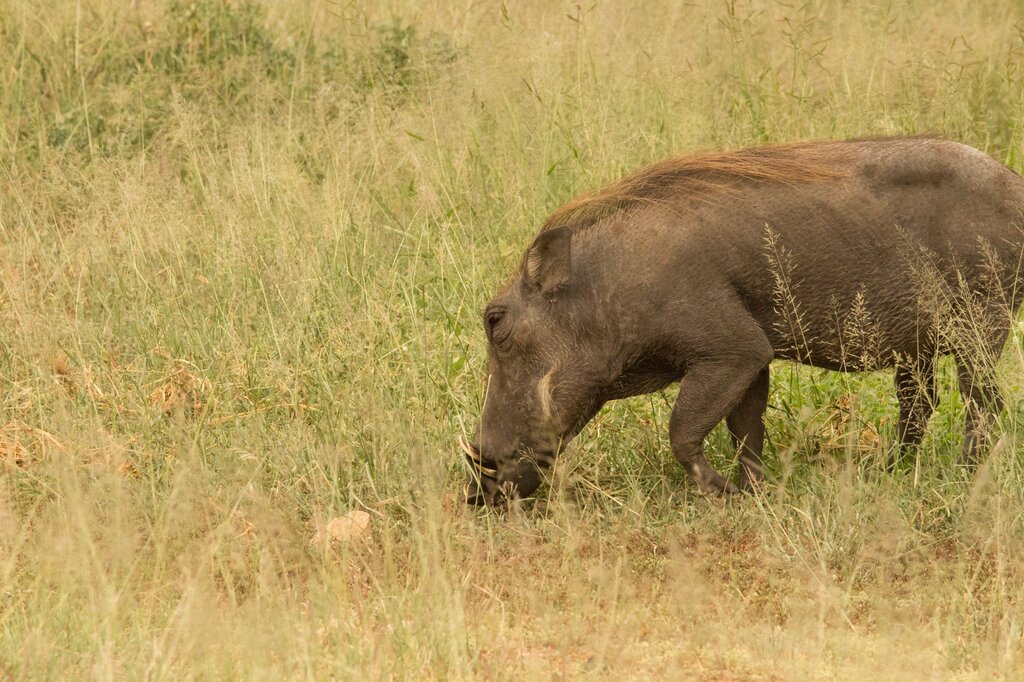 Animal de África: Omnívoro