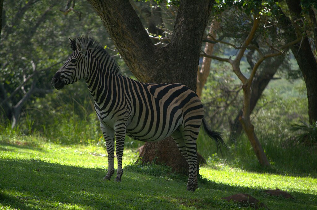 Animal de África: Herbívoro