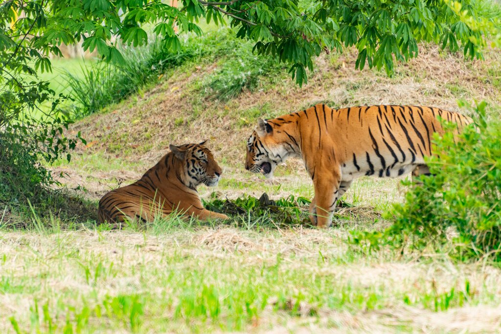 Animal de Asia: Carnívoro