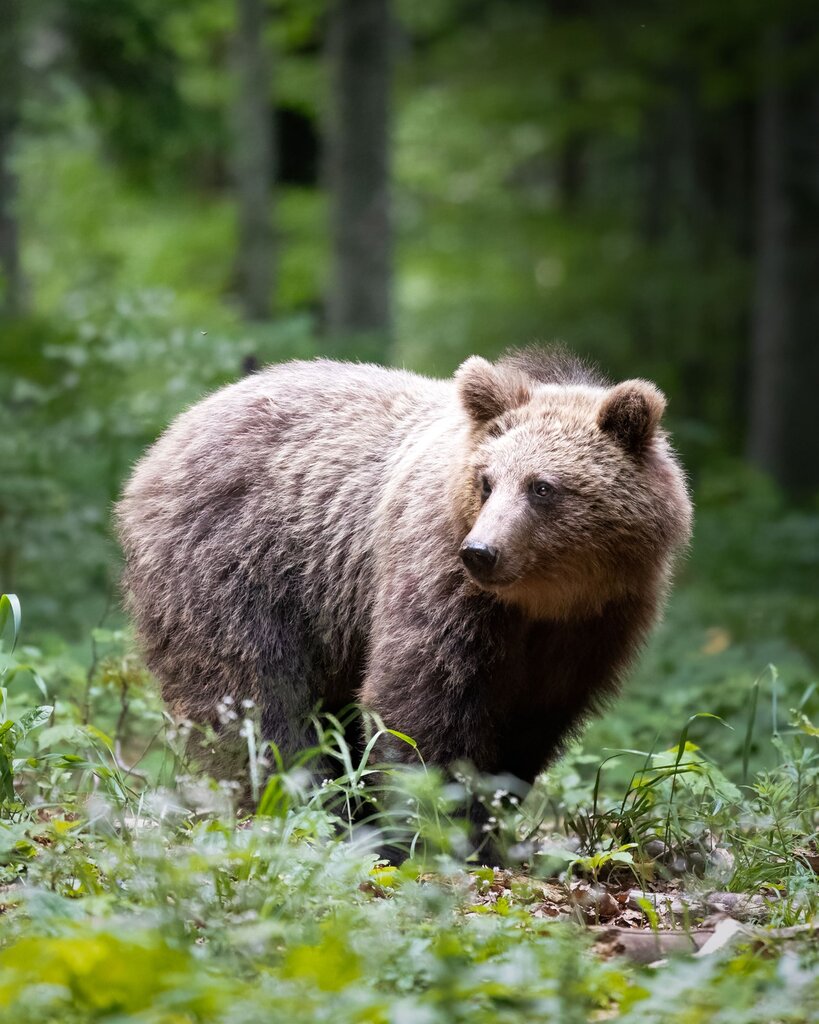 Animal de Europa: Omnívoro