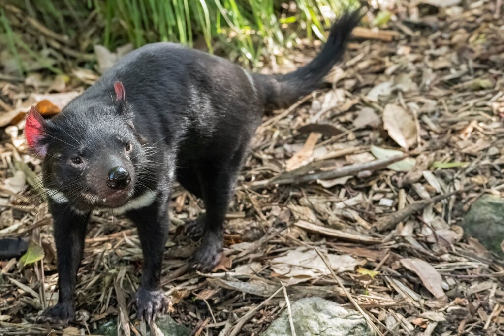 Animal de Oceanía: Animal que tiene pelo oscuro y vive en Tasmania