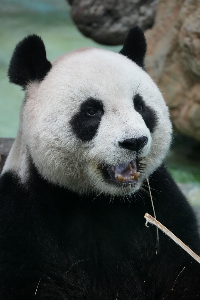 This is black and white and lives in the mountains.