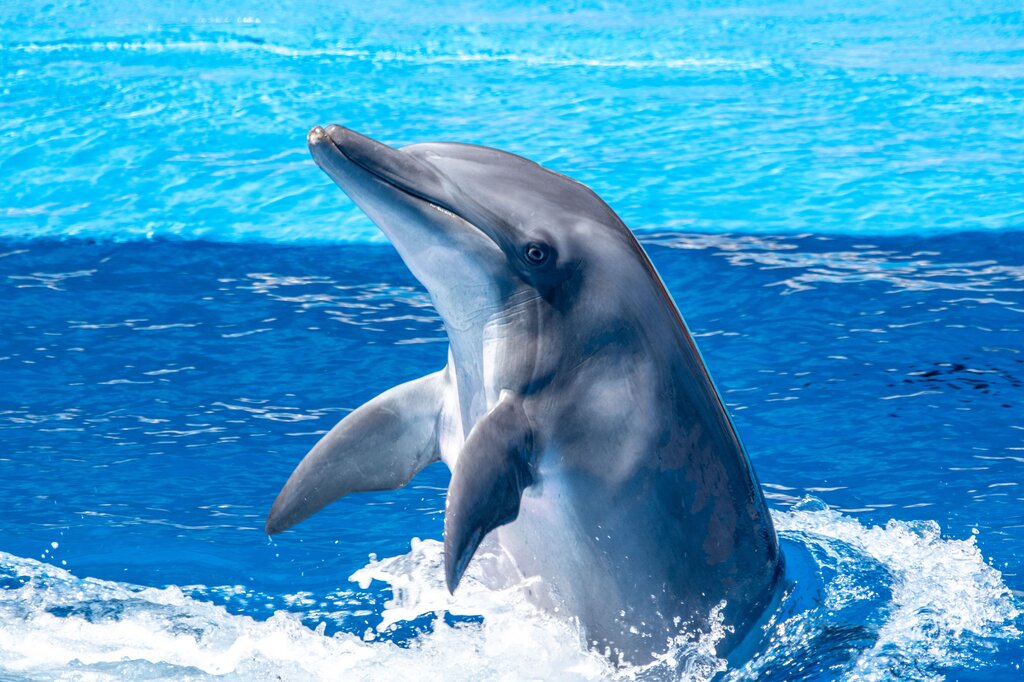 This animal swims and sometimes jumps above the waves.