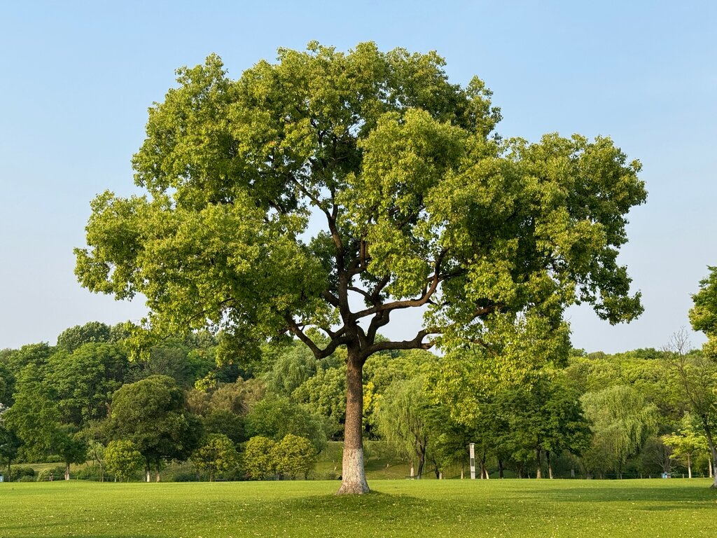 árbol. ¿Qué clase de sustantivo es árbol?
