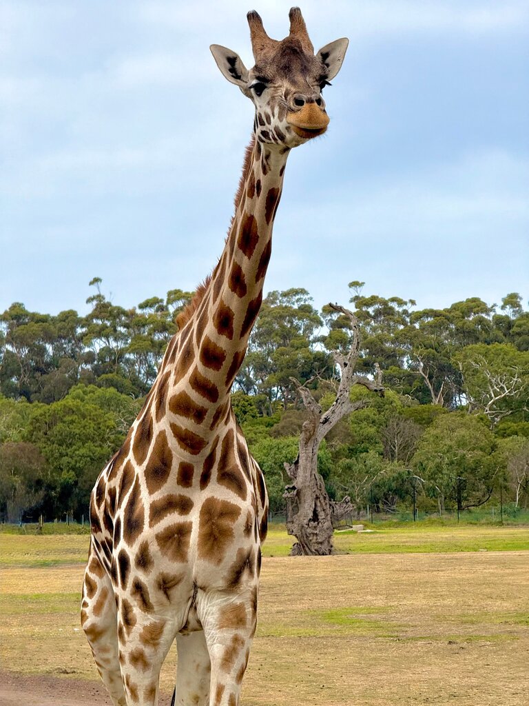 die Giraffe