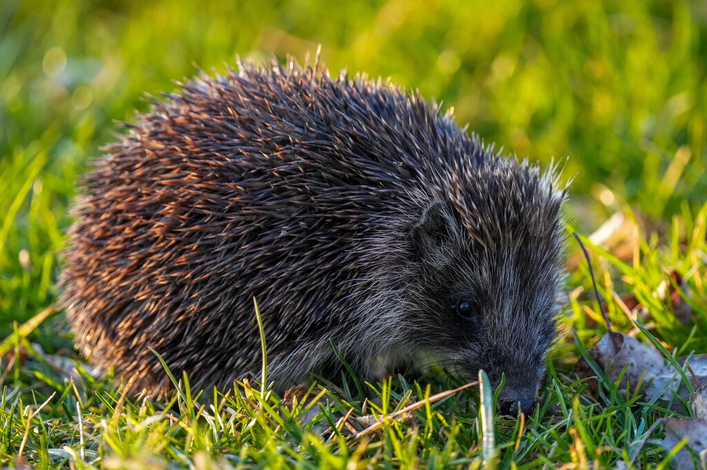 der Igel